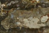 Triassic Petrified Wood (Araucaria) Limb - Madagascar #128229-2